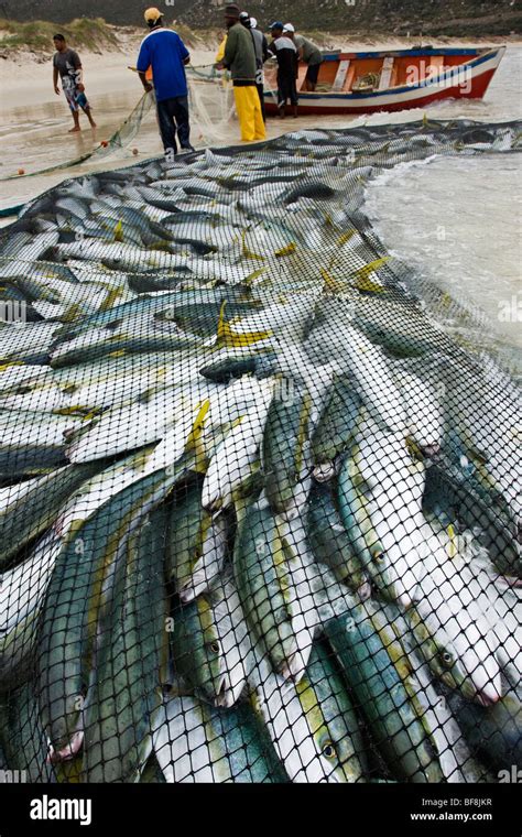 Fishing Net Full Of Fish Tables for sale .